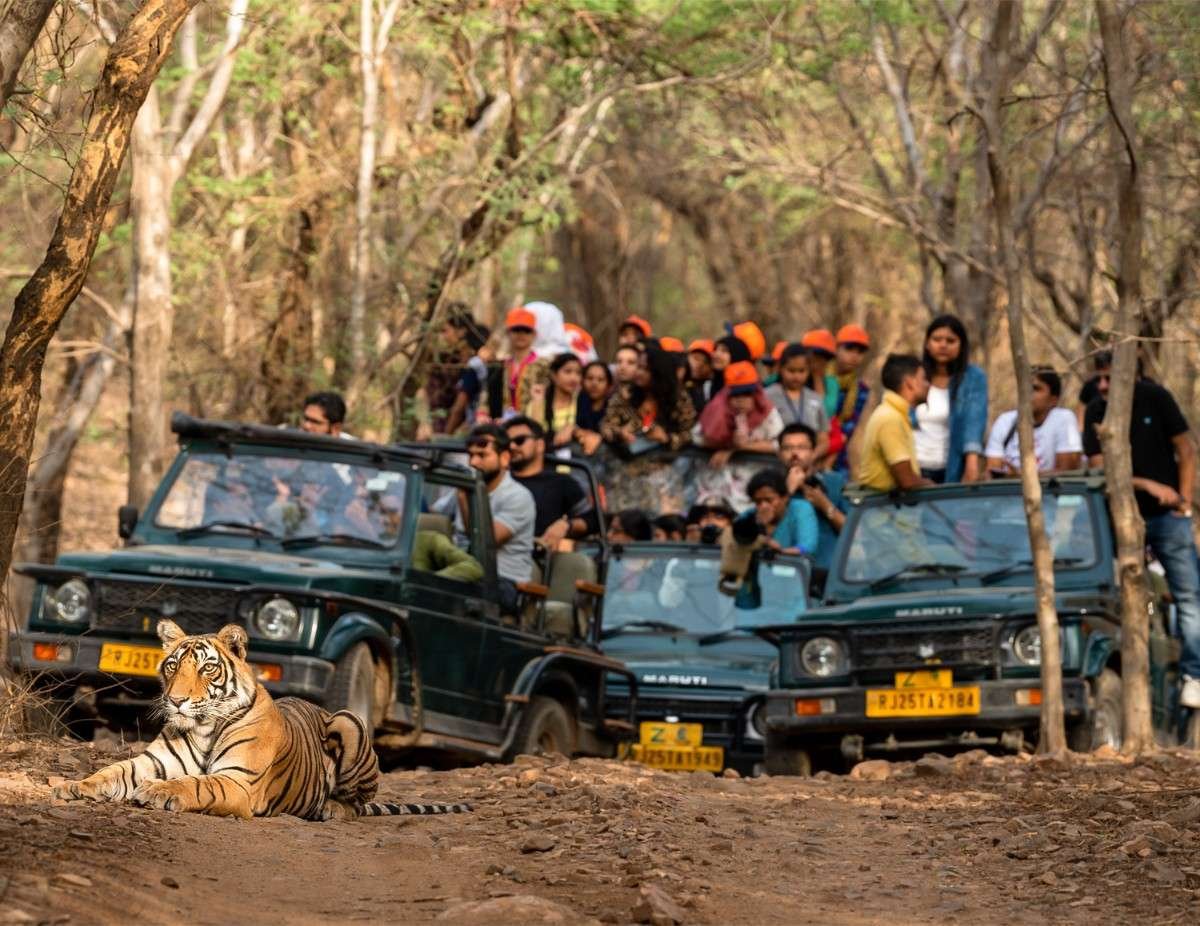 Jim Corbett tiger safar