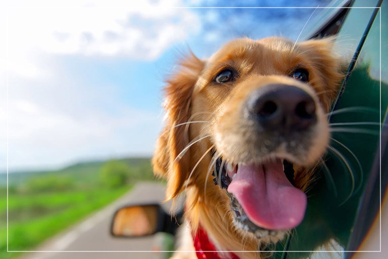 Pet friendly resort in Jim Corbett