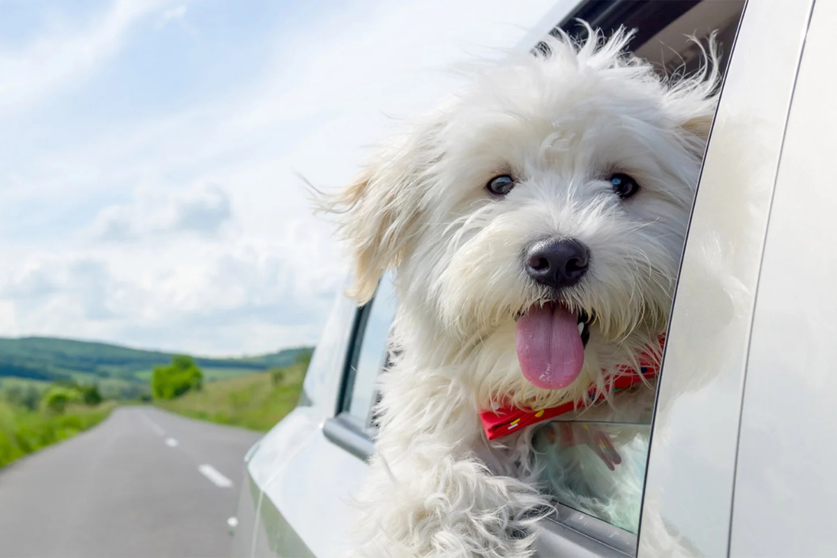 Roar Resort, Jim Corbett Featured in Travel + Leisure (March 2026) | Pet Friendly Resort in Jim Corbett