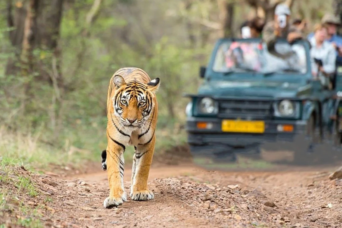 Best Time to Visit Jim Corbett for Tiger Safari