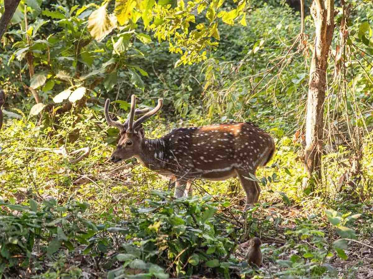 Animalwatching Spot In Resort