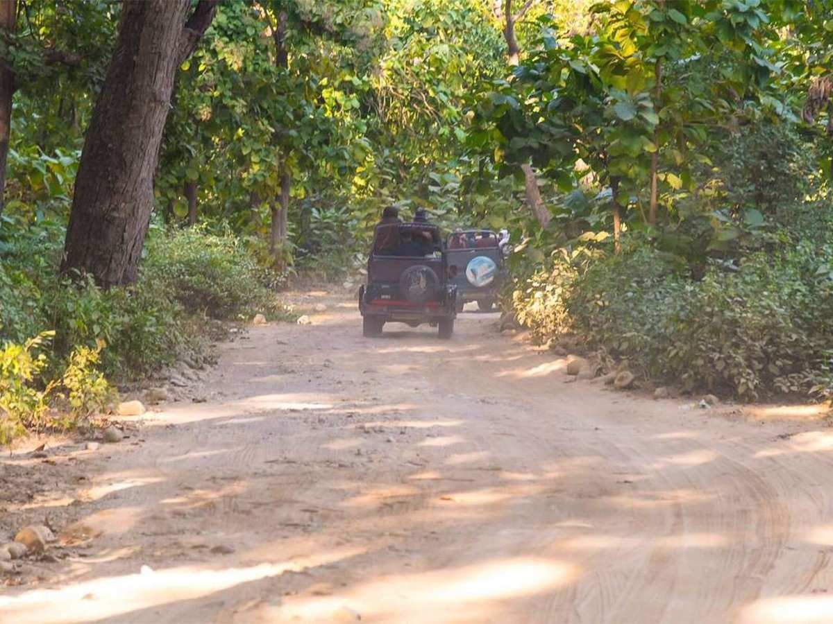 Jungle Canopy Walkway