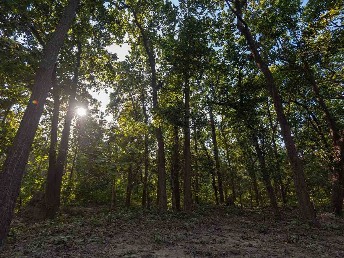 Corbett National Park Forest