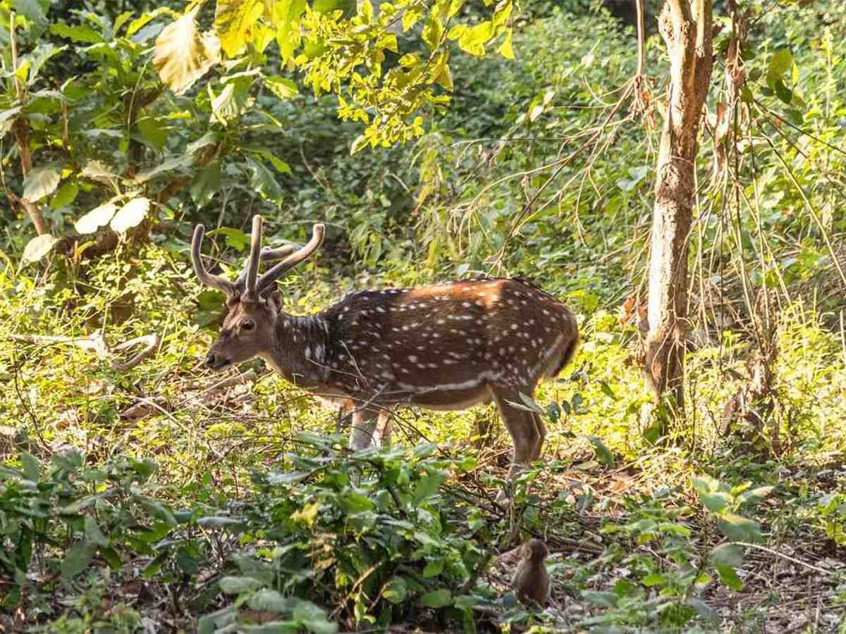 Animalwatching Spot In Resort
